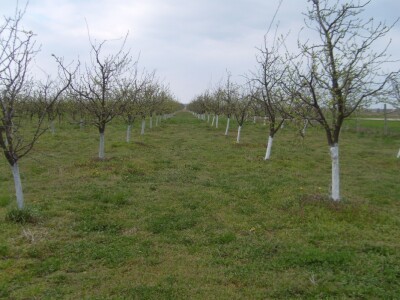 Poticaj za uzgoj autohtonih sorti šljive