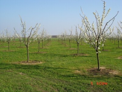 Poticaj za uzgoj autohtonih sorti šljive