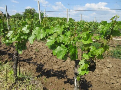 Mladice oko 20 cm Mladice oko 20 cm