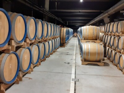 Mlado vino uoči Vincekova