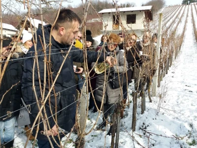 Mlado vino uoči Vincekova