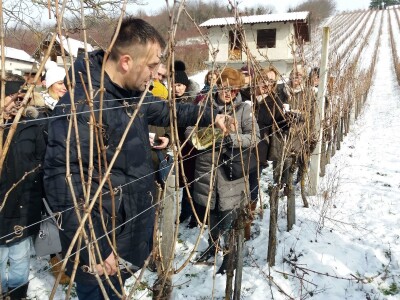Mlado vino uoči Vincekova