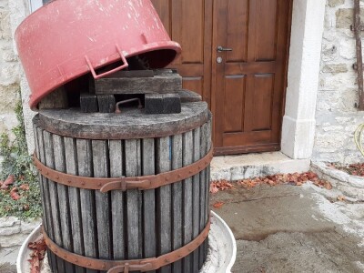 Mlado vino uoči Vincekova