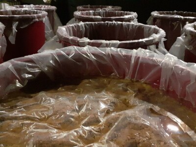 Mlado vino uoči Vincekova