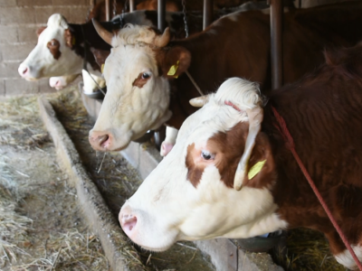 Mlečno govedarstvo iz Majura Mlečno govedarstvo iz Majura