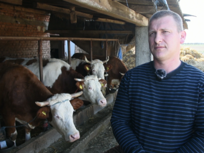 Mlečno govedarstvo iz Majura Mlečno govedarstvo iz Majura