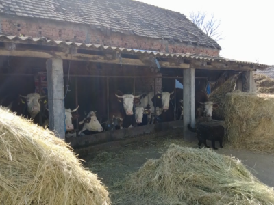 Mlečno govedarstvo iz Majura Mlečno govedarstvo iz Majura