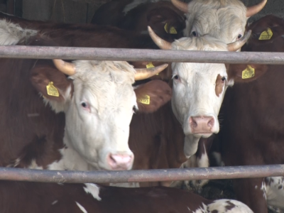 Mlečno govedarstvo iz Majura Mlečno govedarstvo iz Majura