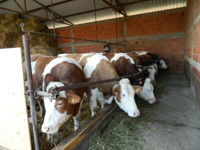 Mlečno govedarstvo se isplati