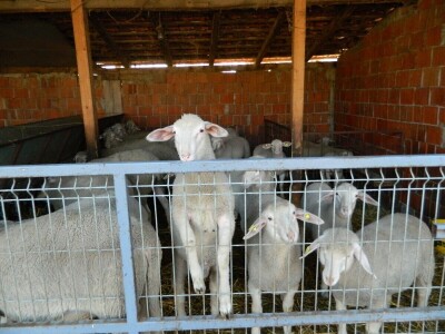 Mlečno govedarstvo se isplati