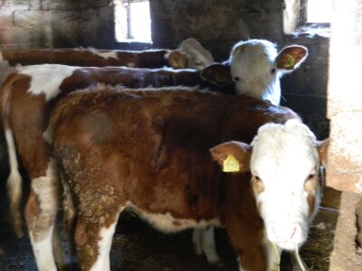 Mlečno govedarstvo se isplati