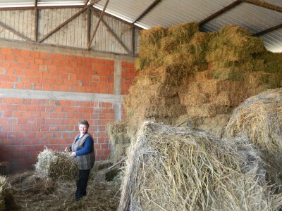 Mlečno govedarstvo se isplati