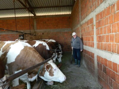 Mlečno govedarstvo se isplati