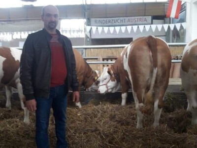 Mlečno govedarstvo se isplati