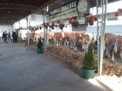 Mlečno govedarstvo se isplati