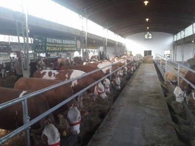 Mlečno govedarstvo se isplati