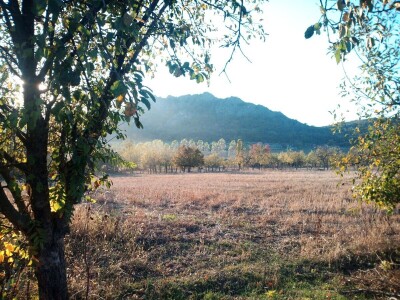 Mlečno govedarstvo u porodici Mijailović