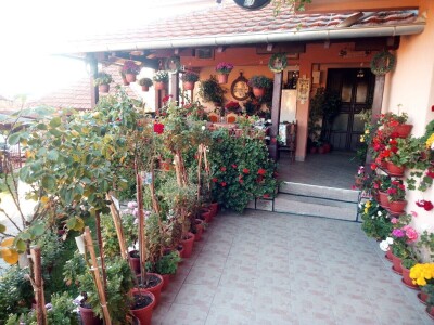 Mlečno govedarstvo u porodici Mijailović