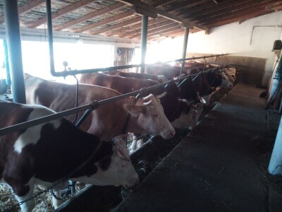 Mlečno govedarstvo u porodici Mijailović