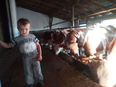 Mlečno govedarstvo u porodici Mijailović