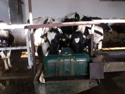 Mliječna farma Agrobovis