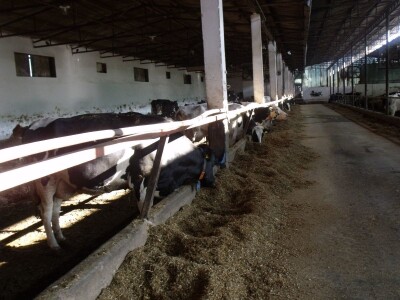 Mliječna farma Agrobovis