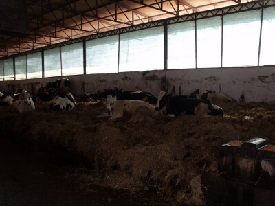 Mliječna farma Agrobovis