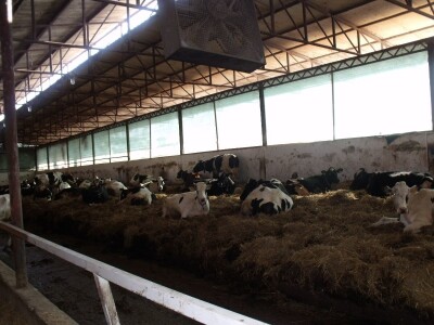 Mliječna farma Agrobovis