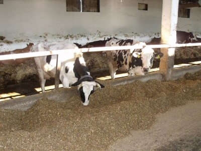 Mliječna farma Agrobovis