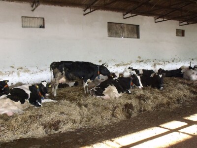 Mliječna farma Agrobovis