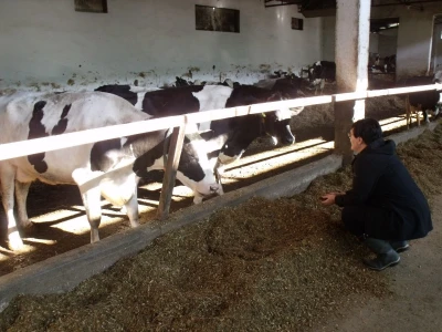 Mliječna farma Agrobovis