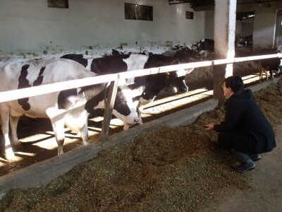 Mliječna farma Agrobovis