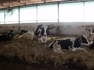 Mliječna farma Agrobovis