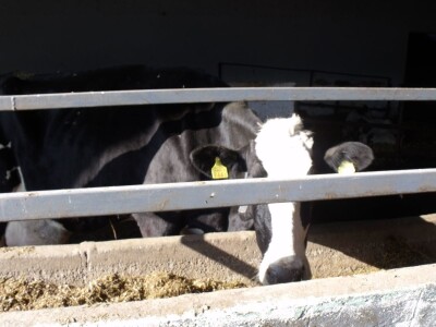 Mliječna farma Agrobovis