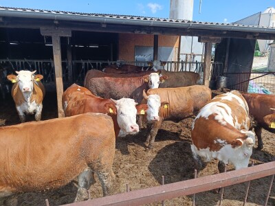 Mliječna farma Josipa Lukića