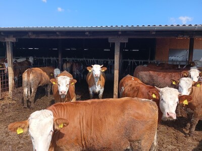 Mliječna farma Josipa Lukića