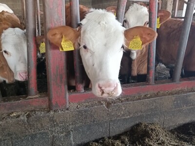 Mliječna farma Josipa Lukića