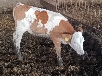 Mliječna farma Josipa Lukića