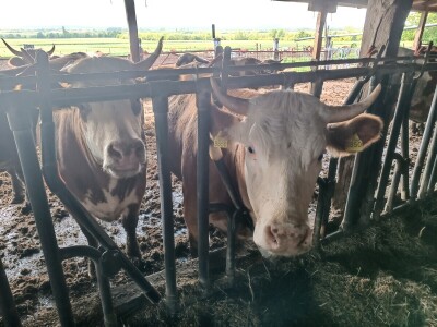 Mliječna farma Josipa Lukića