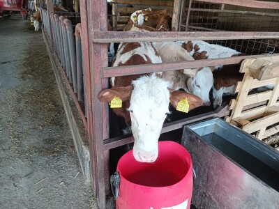 Mliječna farma Josipa Lukića