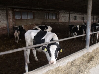 Mliječna farma Satnica