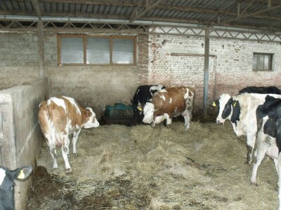 Mliječna farma Satnica