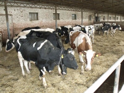 Mliječna farma Satnica