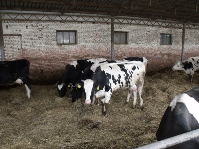 Mliječna farma Satnica