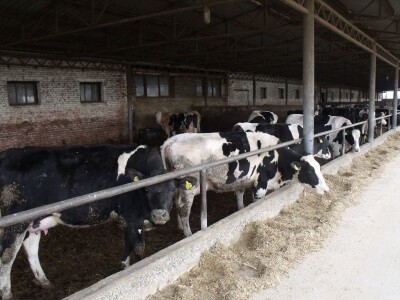 Mliječna farma Satnica