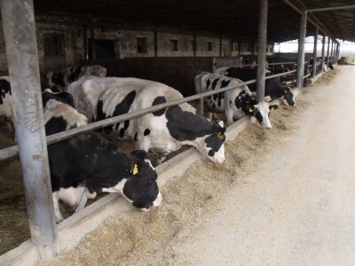 Mliječna farma Satnica