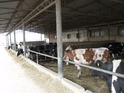 Mliječna farma Satnica