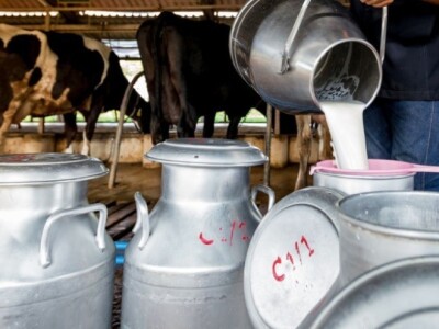 Faksimili odgovora institucija na upit o aflatoksinima u mlijeku i stočnoj hrani Faksimili odgovora institucija na upit o aflatoksinima u mlijeku i stočnoj hrani