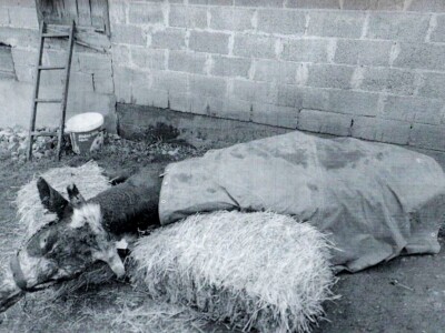 Mljekaru iz Laktaša od strujnog udara stradalo osam krava Mljekaru iz Laktaša od strujnog udara stradalo osam krava