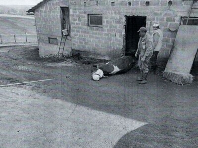 Mljekaru iz Laktaša od strujnog udara stradalo osam krava Mljekaru iz Laktaša od strujnog udara stradalo osam krava